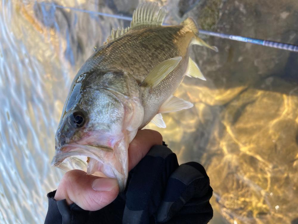 まだまだ釣れる２桁釣果
