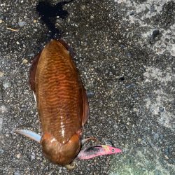 キロアップ狙いのエギング♪