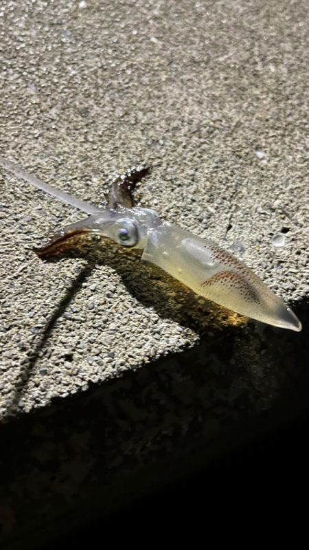 ライトエギング