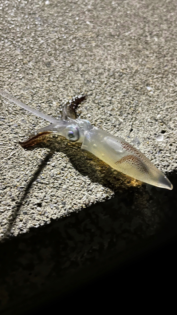 ライトエギング