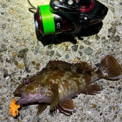 ライトロックフィッシュでガシラ