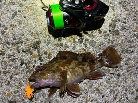 ライトロックフィッシュでガシラ