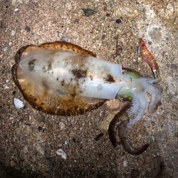 アオリを求めて