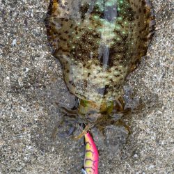 連休最終日のエギング