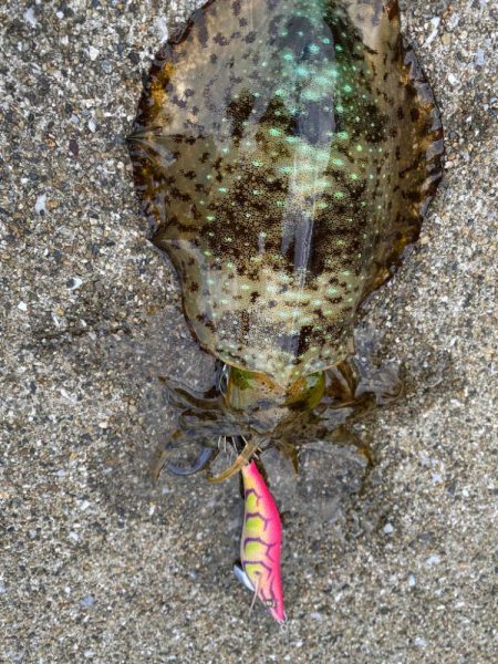 連休最終日のエギング