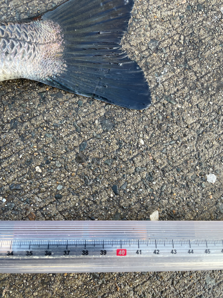 波止フカセでチヌ狙い