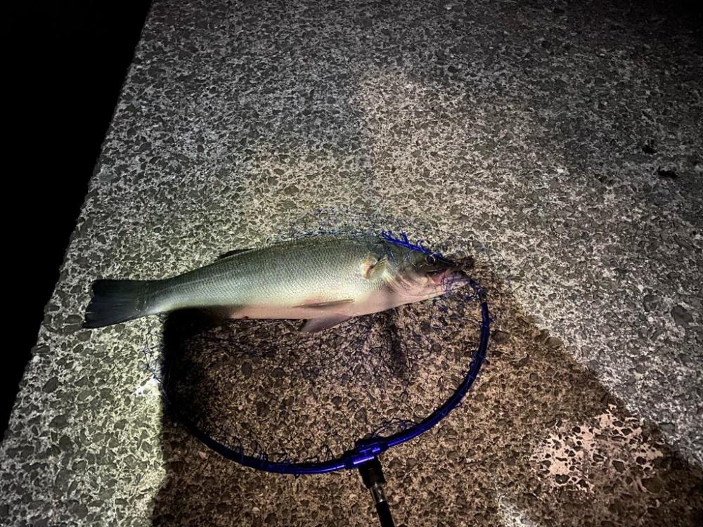 南予でカゴ釣り