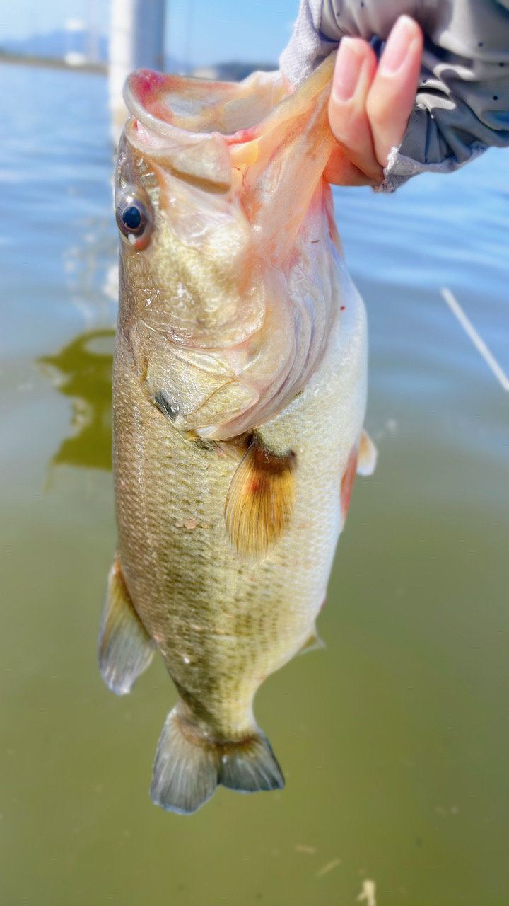 遠賀川でバスフィッシング