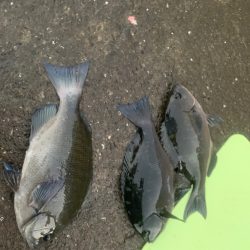 まだまだ水温高めか(^^;