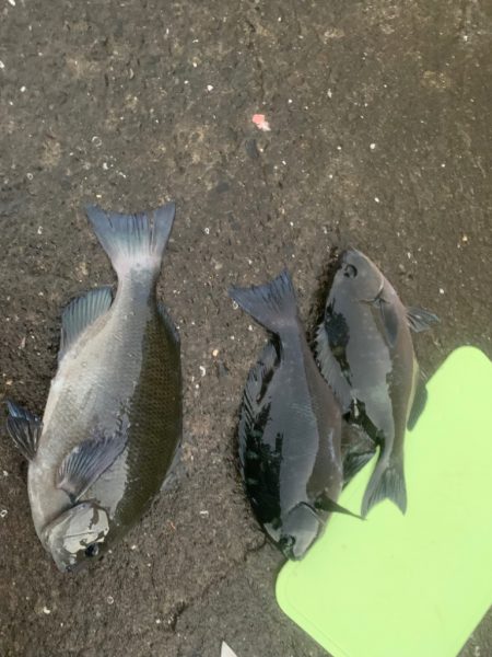 まだまだ水温高めか(^^;