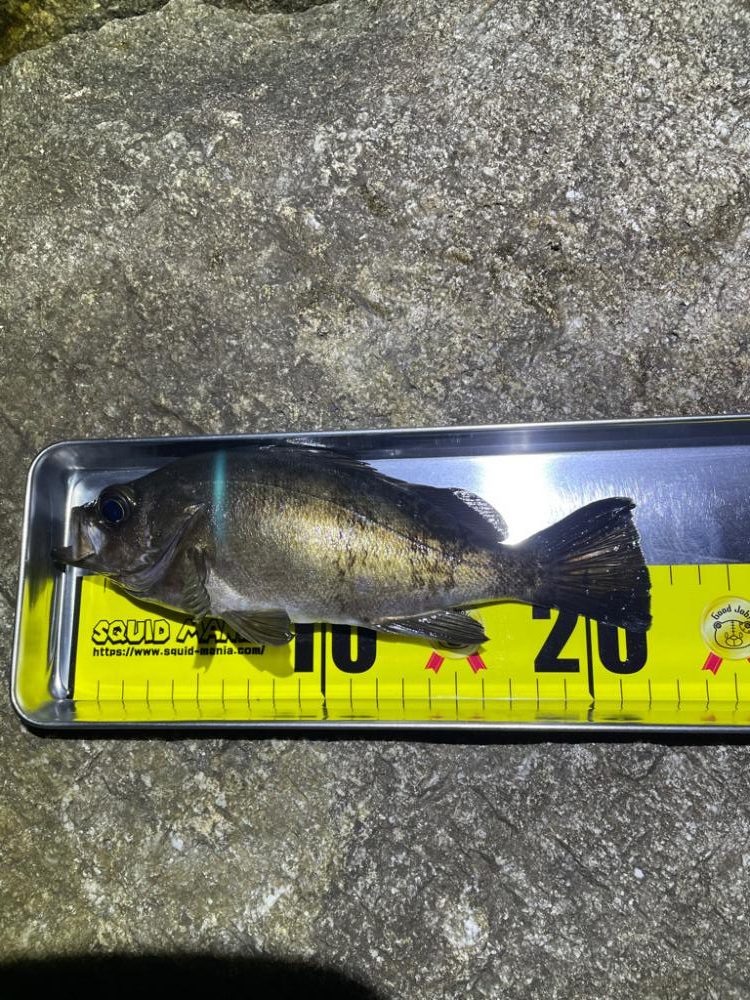 エギングからのメバリング