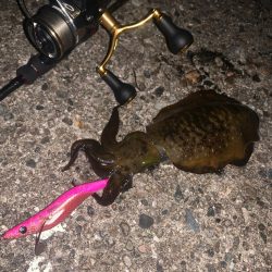 久々にアオリイカ確保！