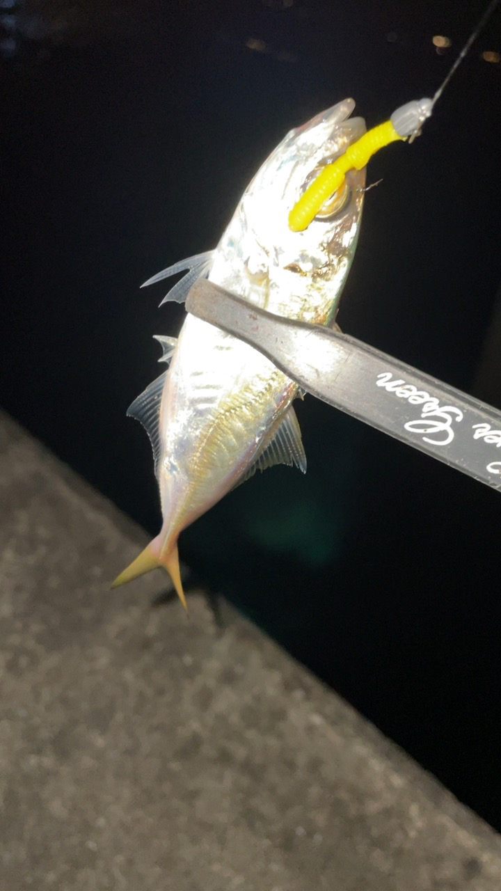 アジングで五目達成!