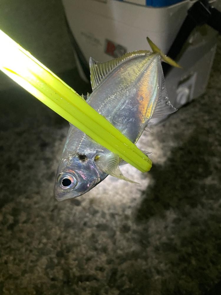 小雨のアジング