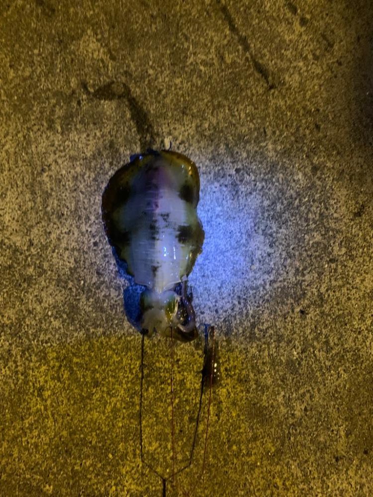 アオリイカ釣り