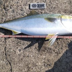 メタボメジロ！