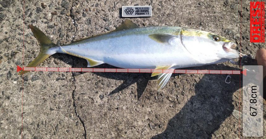 メタボメジロ！