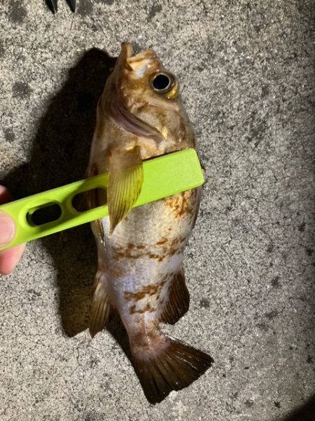 メバリング、アジング