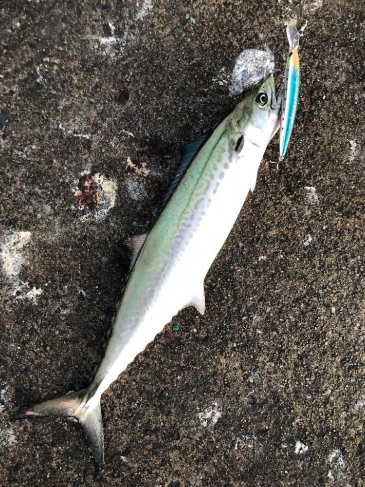 短時間でなんとか青物