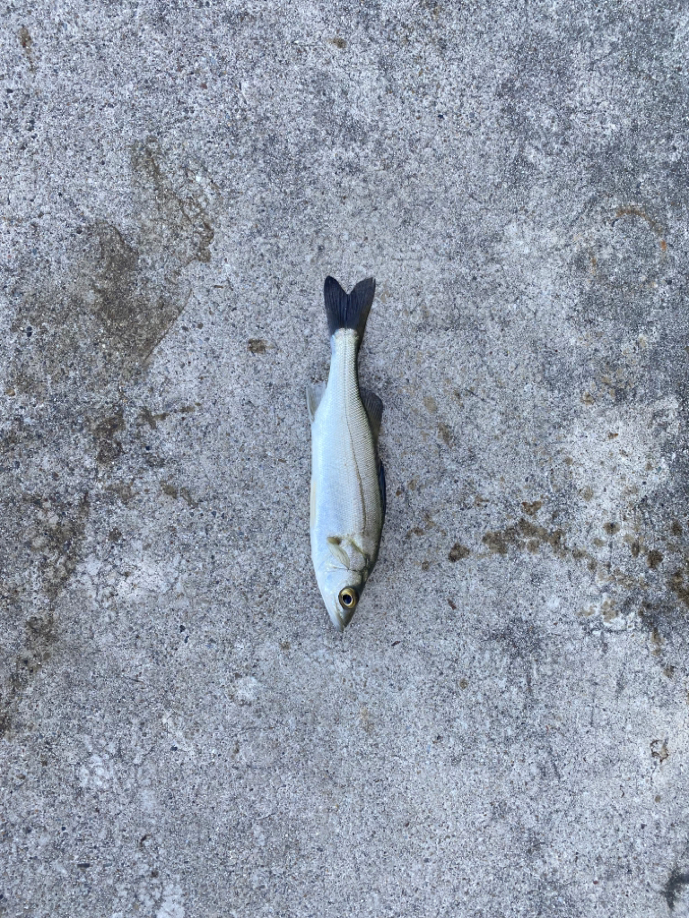 一色漁港でセイゴ