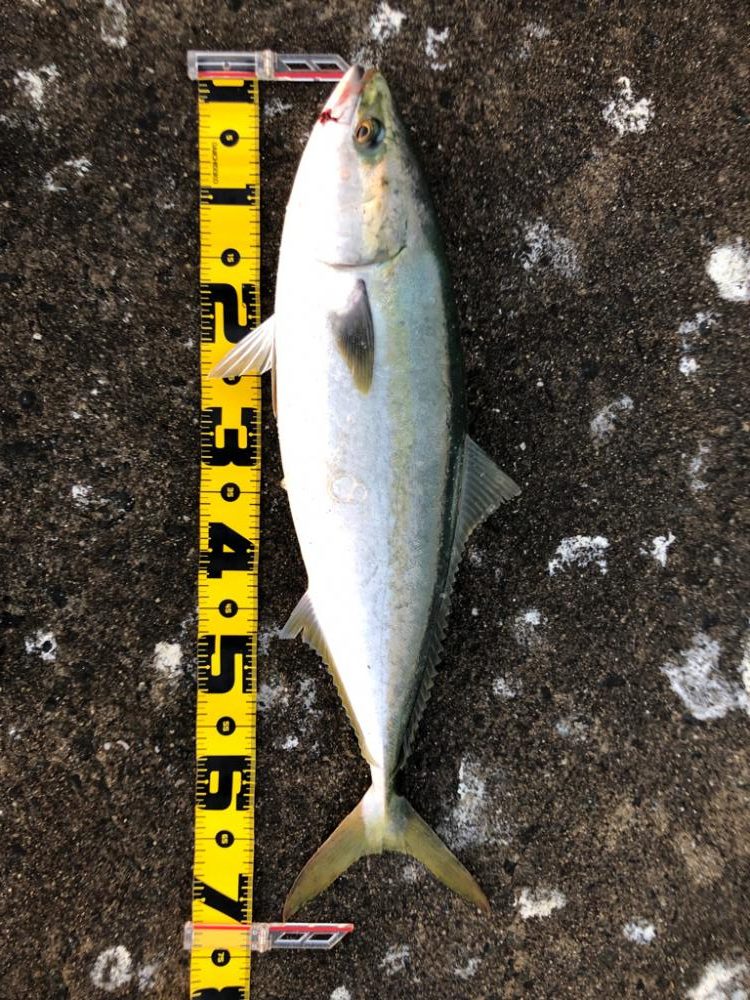 メジロとサゴシ