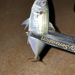 アジングナイト