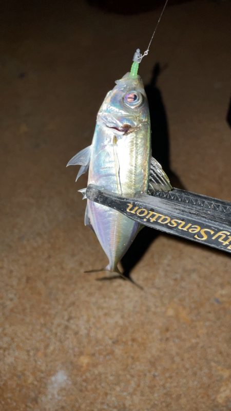 アジングナイト