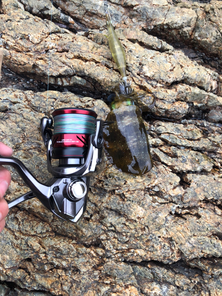 おそらく冬を越せないイカ達