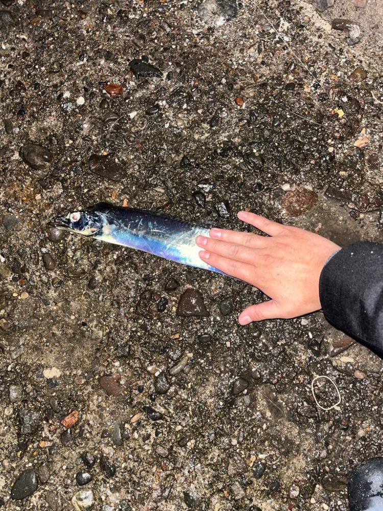 《太刀魚爆釣》岸和田エリアリアル！