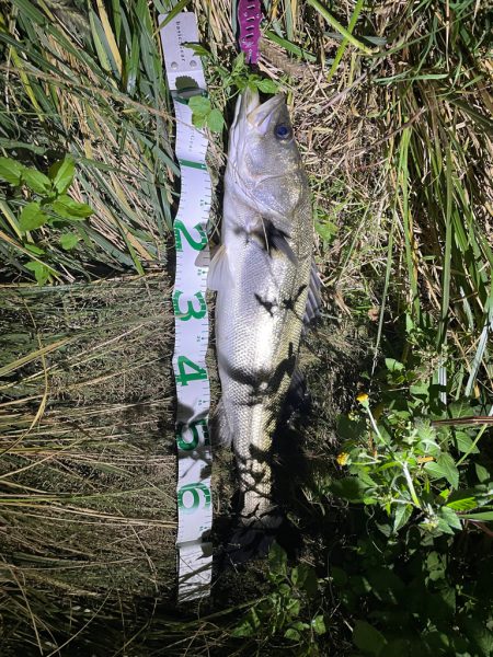 シーバス秋爆？