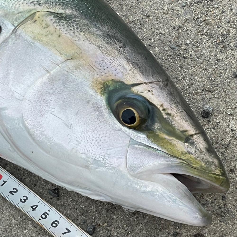 貝塚港停泊船🚢横