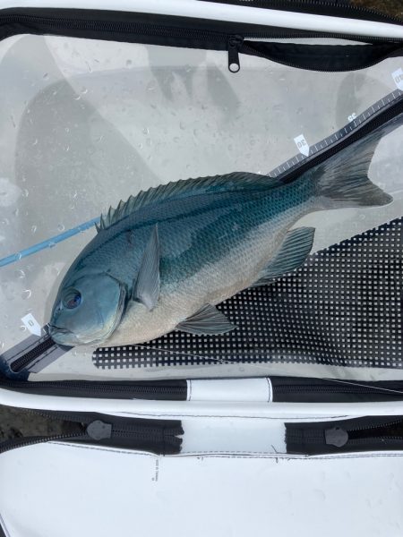 沖磯でグレ釣り