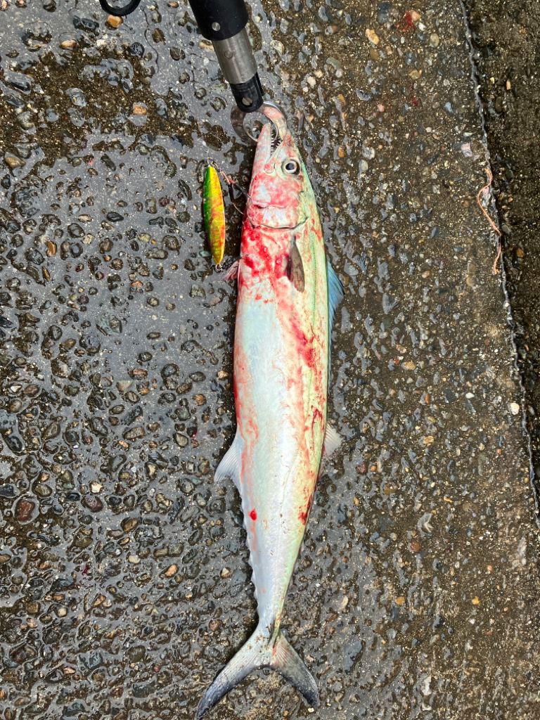 サゴシがシラスパーティしてました