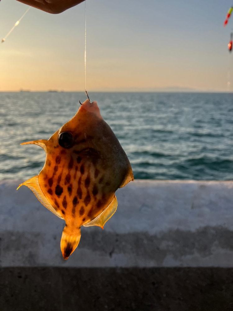 カワハギ好調太刀魚壊滅？