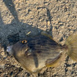 カワハギ難しい…けど楽しい！