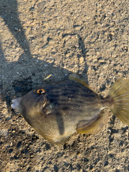 カワハギ難しい…けど楽しい！