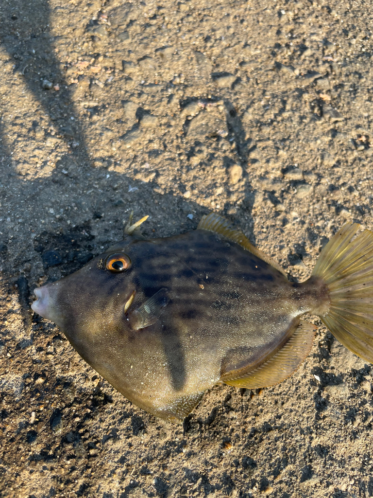 カワハギ難しい…けど楽しい！