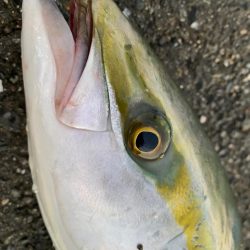 2度目の泳がせ釣り