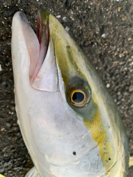 2度目の泳がせ釣り