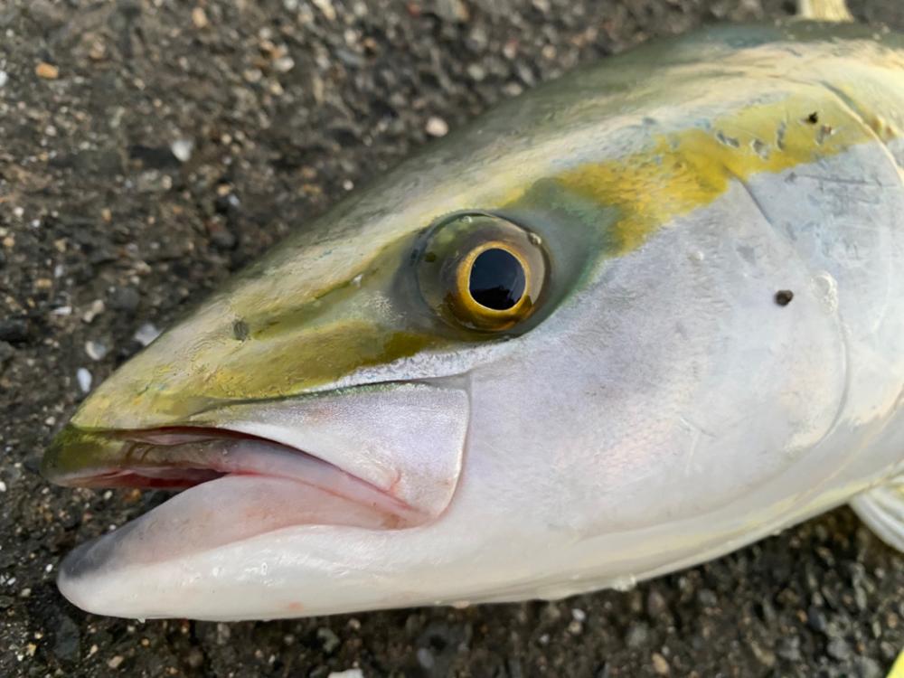 2度目の泳がせ釣り