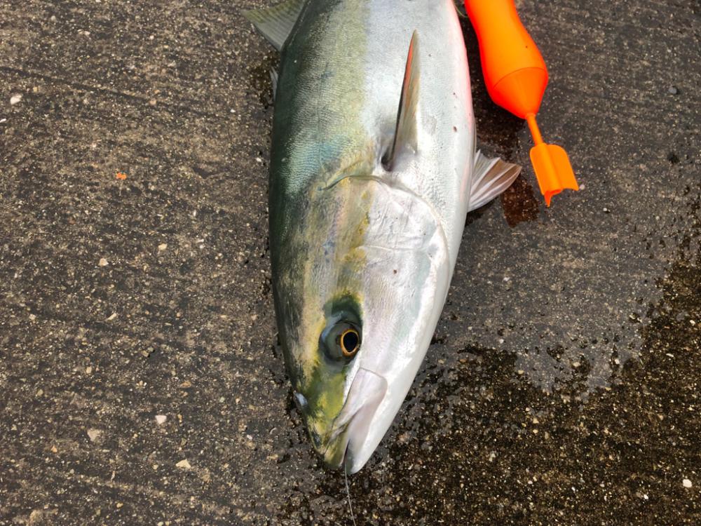 雨の中ブリが釣れました
