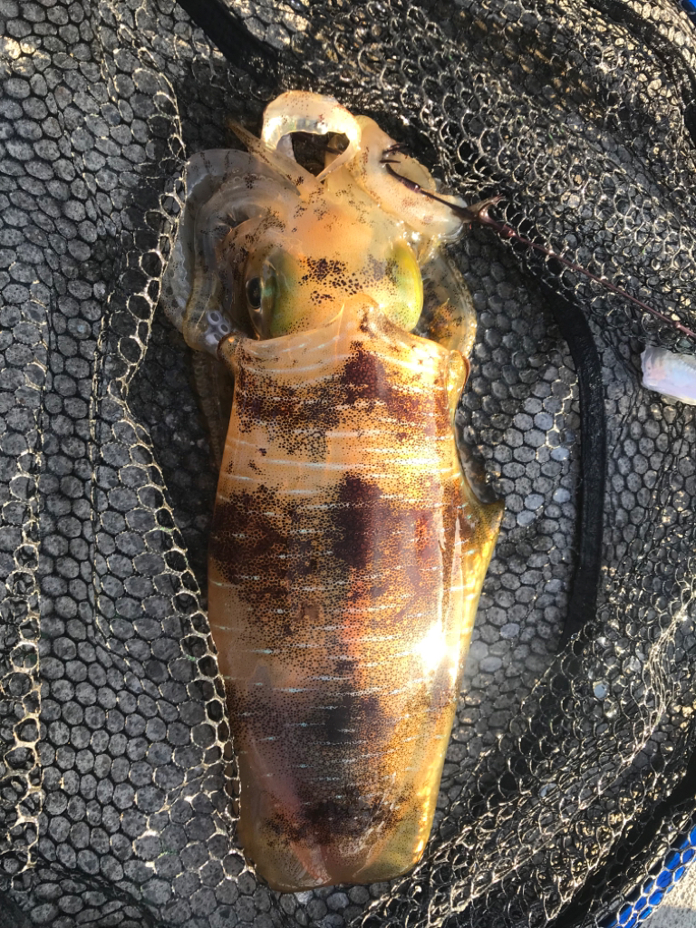 アオリ、写真5枚にならないよー