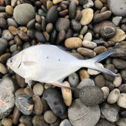 渋渋。もうあかんなー