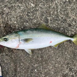 泳がせ釣りでハマチ