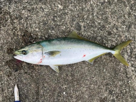 泳がせ釣りでハマチ