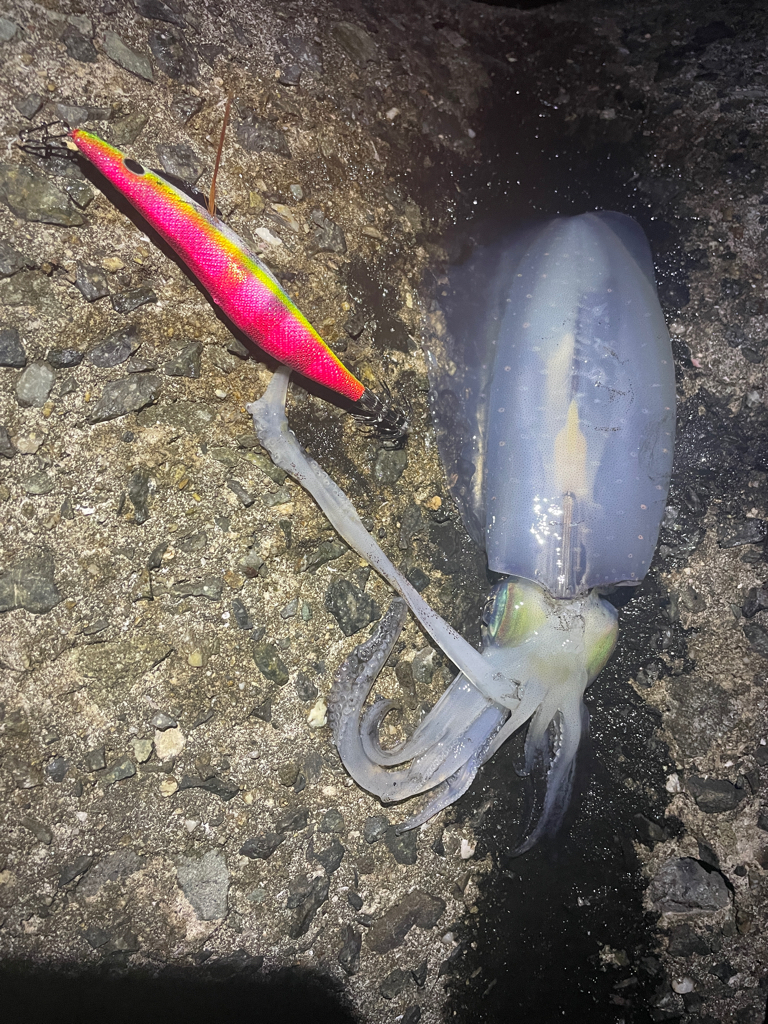 淡路島も秋イカ終盤⁈