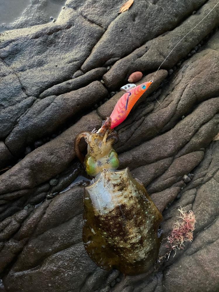 久しぶりのアオリイカ