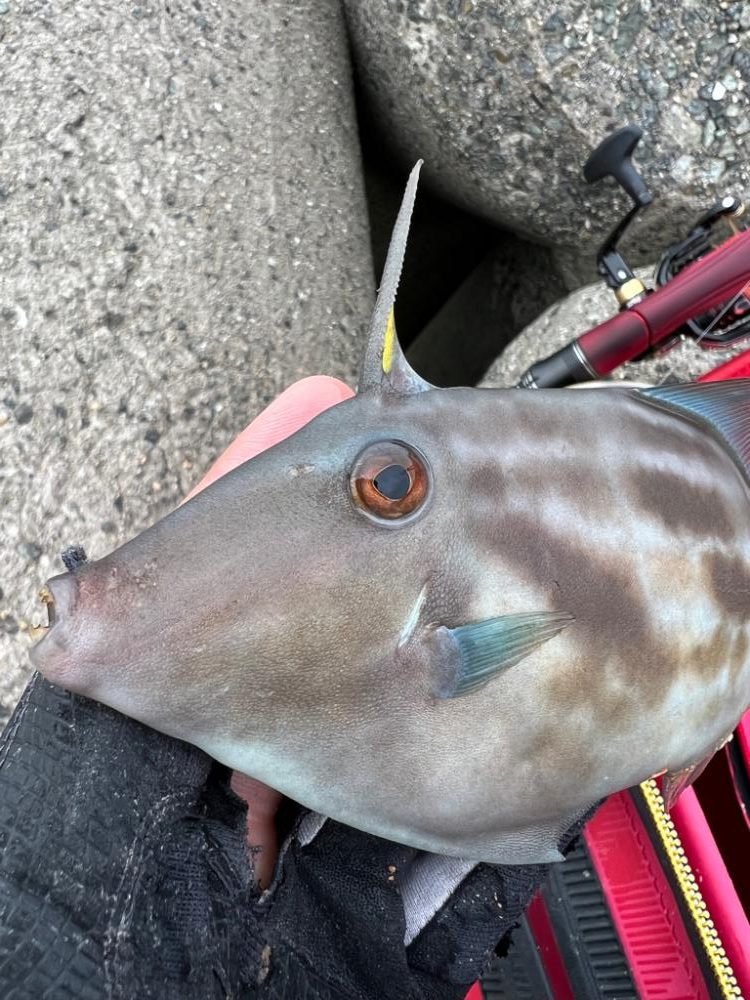 グレ釣れてます！