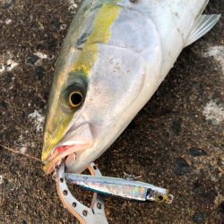 ボイル狙い撃ち