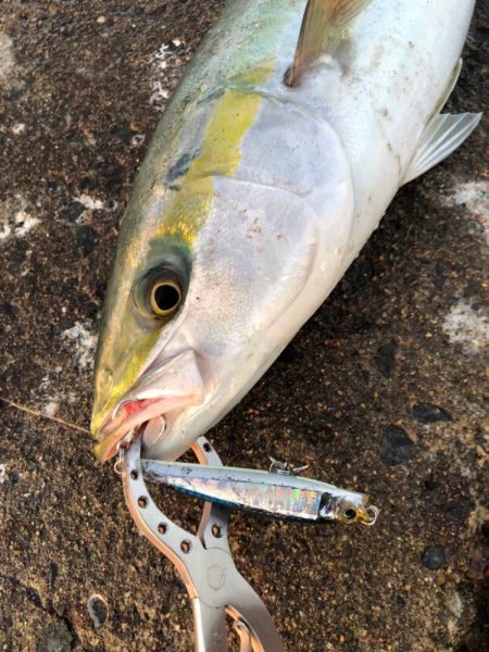 ボイル狙い撃ち